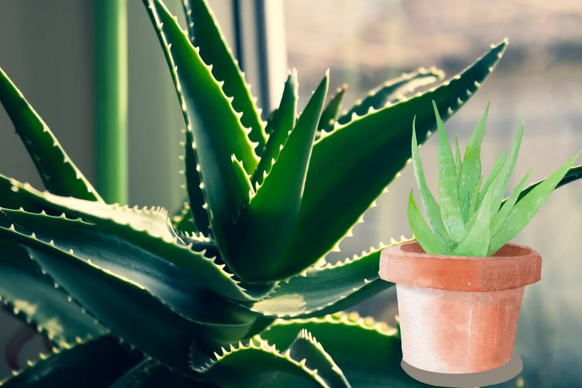 Igyál aloé vera italt a zsírégetésért és a cukorbetegség elleni küzdelemért!