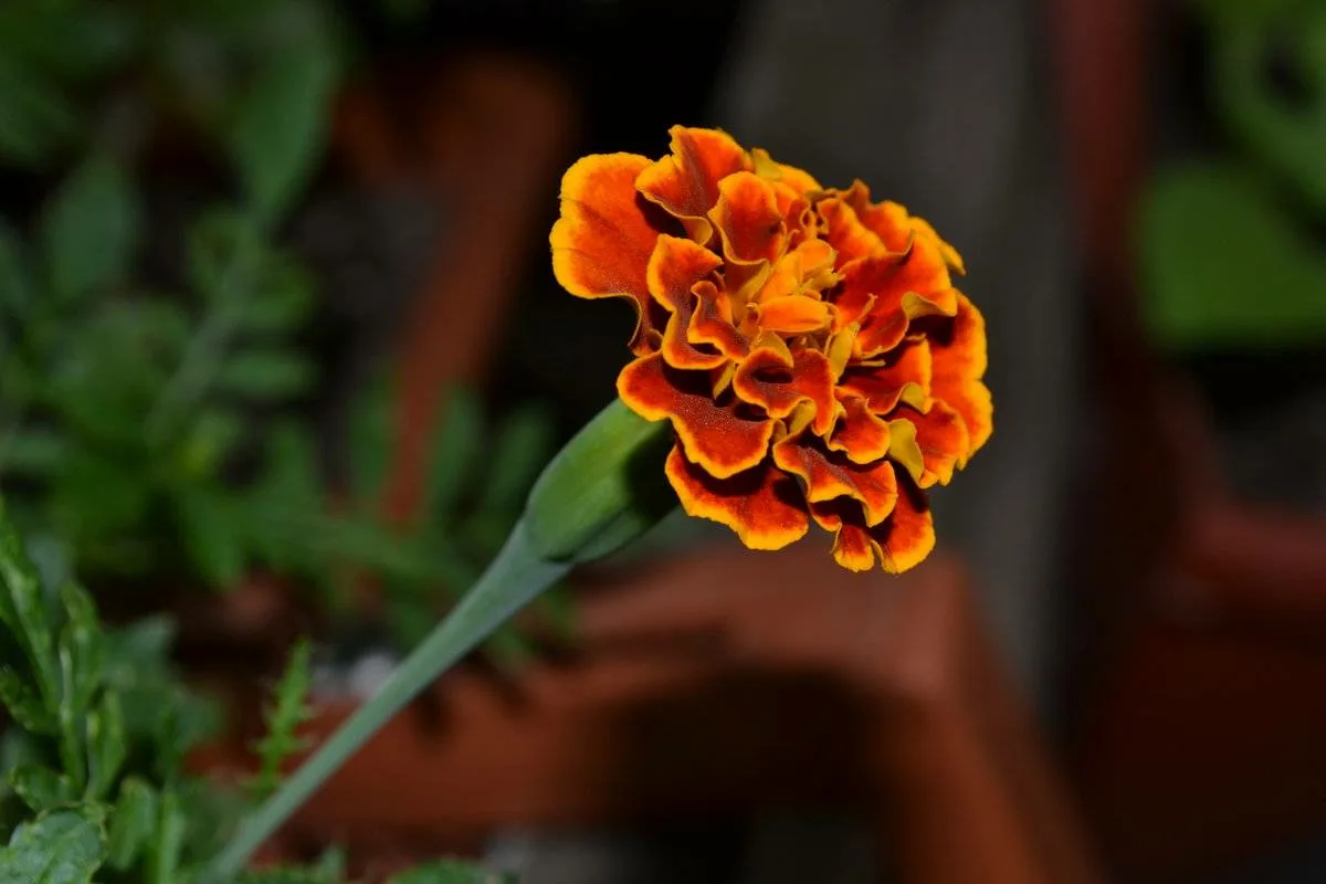 Bársonyvirág termesztése magról: Lépésről lépésre egy színes kertért!