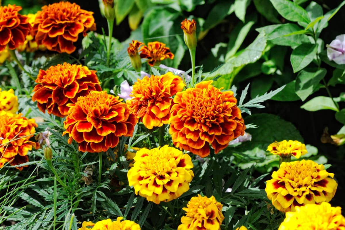 Bársonyvirág termesztése magról: Lépésről lépésre egy színes kertért!