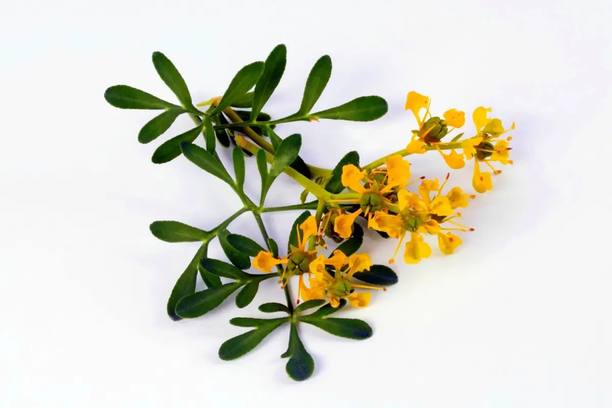 Hogyan Készítsd El a Caña con Rudát, és Mikor Kell Fogyasztani?