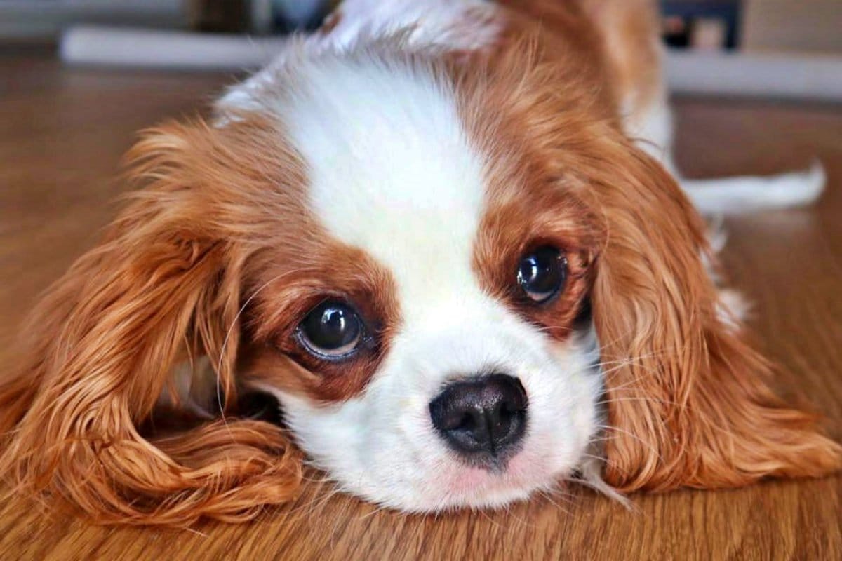 Nem uszkár, nem labrador: Ez a legjobb kutyafajta 65 év felettiek számára szakértők szerint