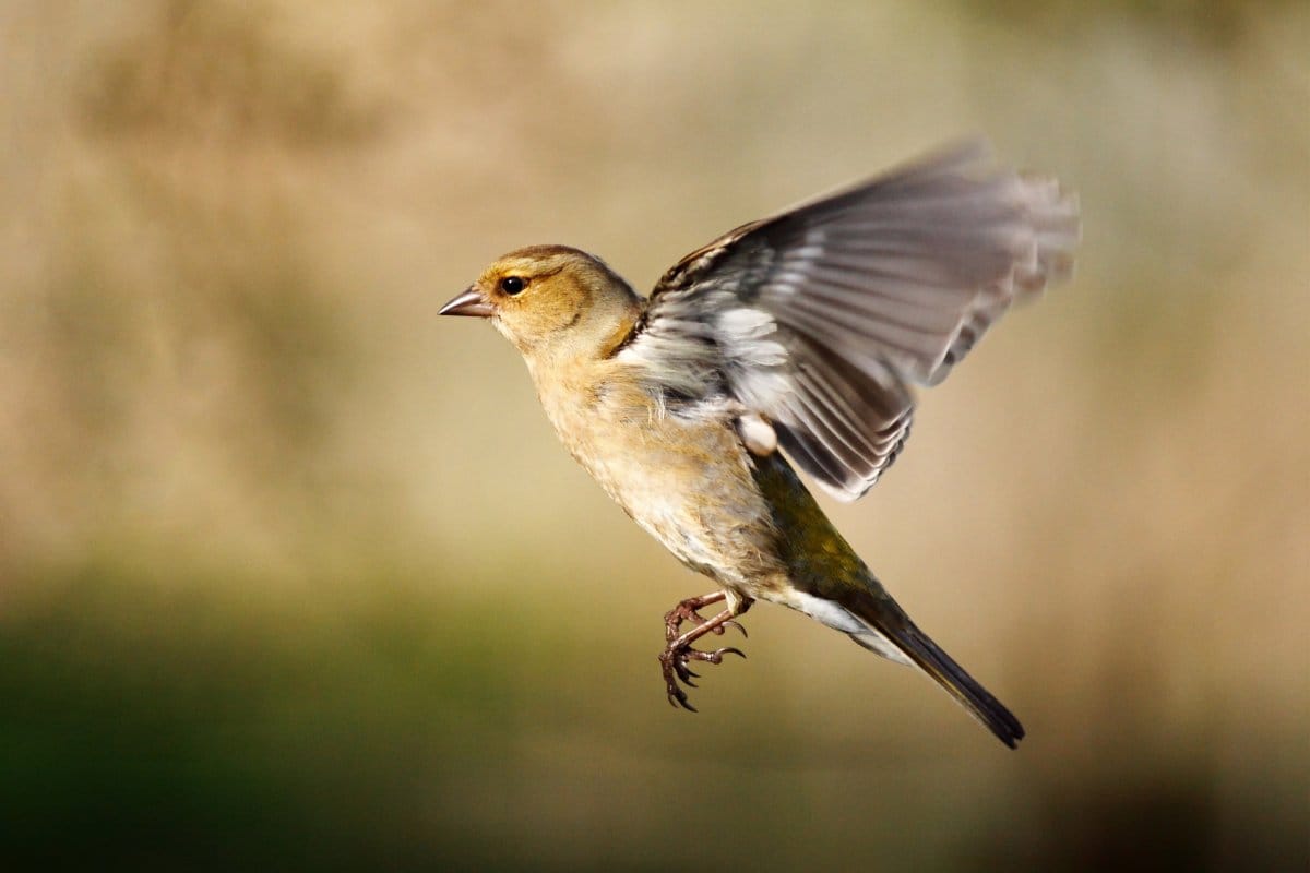 Nem fecske, nem rigó: Ez a madár énekel hajnalban és ébreszt fel reggelente