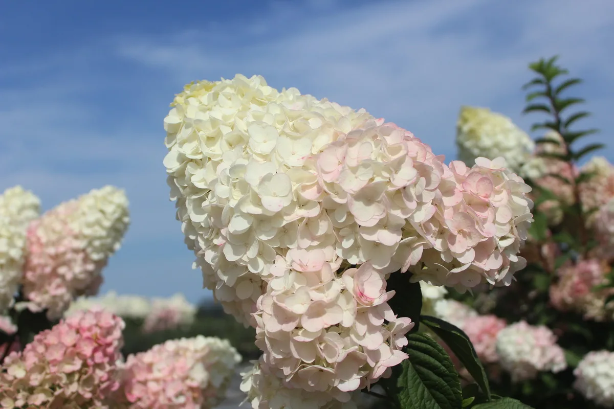Hogyan élesztheted fel a haldokló hortenziádat néhány egyszerű lépésben