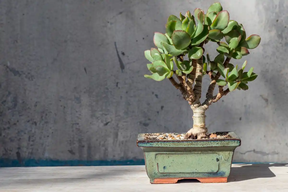 Jade fa: Ezért tedd az ajtódhoz, hogy vonzd a bőséget