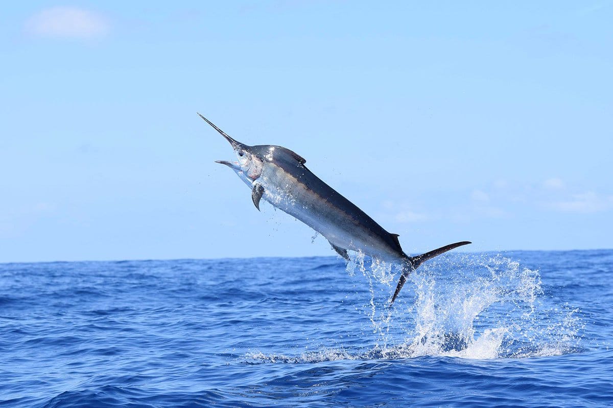 Ezt a halat ne rendeld étteremben: Meglepő okok, amiért kerülnöd kell