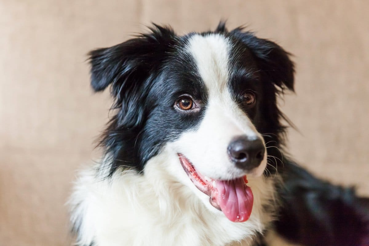 Nem 2, nem 4 óra: Mennyi ideig lehet egyedül egy kutya a szakértők szerint?