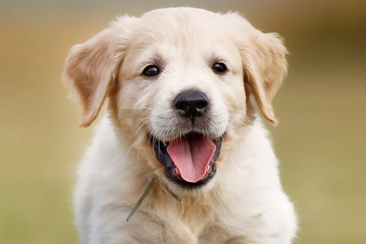 Miért viselkedik rosszul a kutya? Szakértő kutyakiképzők magyarázzák a leggyakoribb problémák okait