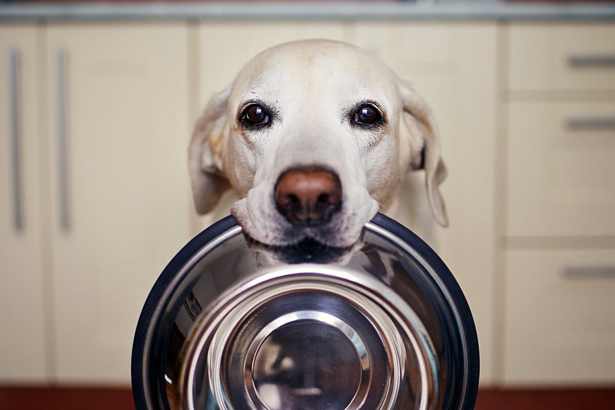 Hogyan tudhatod meg, hogy a kutyád éhes? Szakértők tanácsai