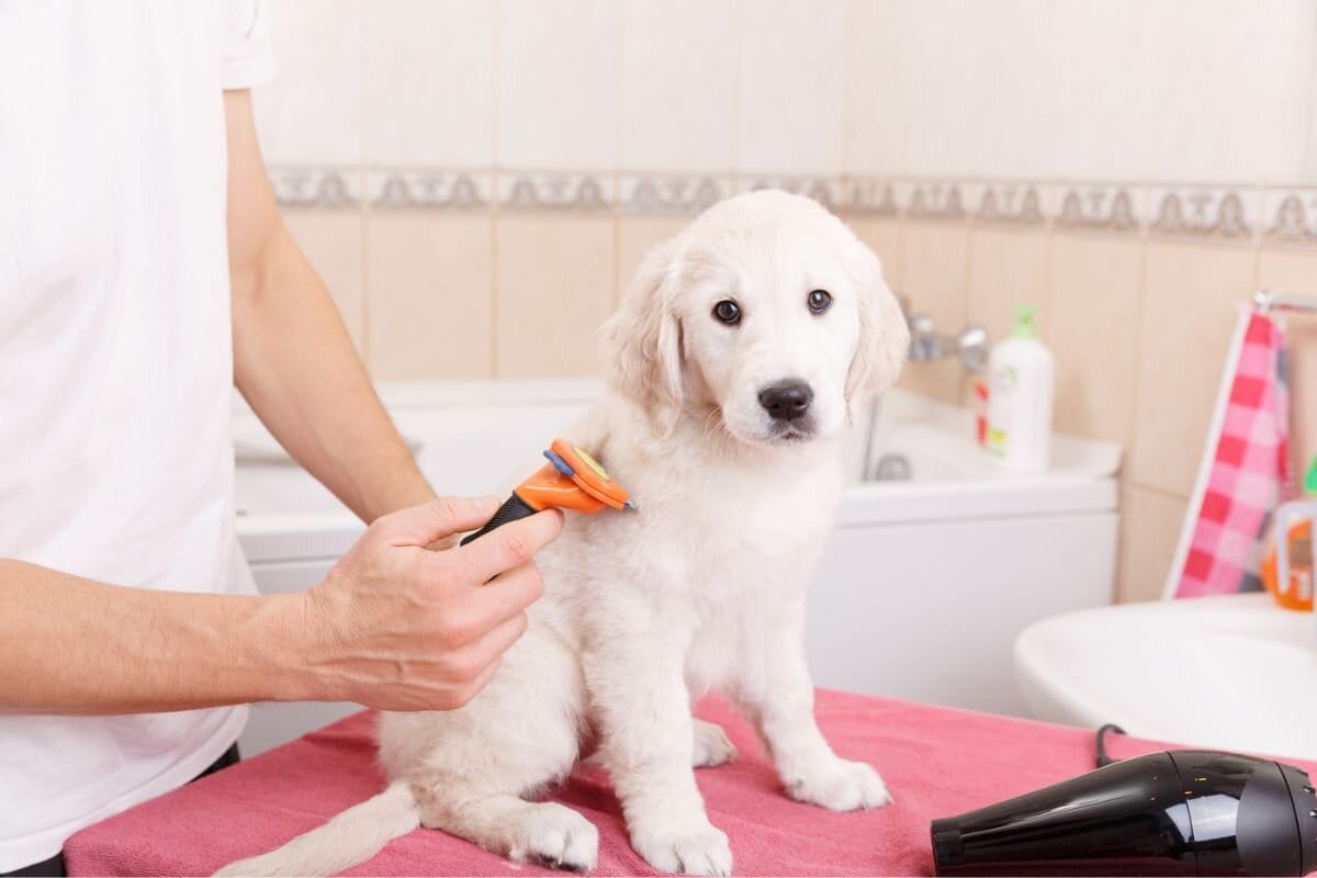 Nem henger, nem kefe: Így távolítsd el a kutyaszőrt a ruhádról egy gyors és egyszerű házi trükkel