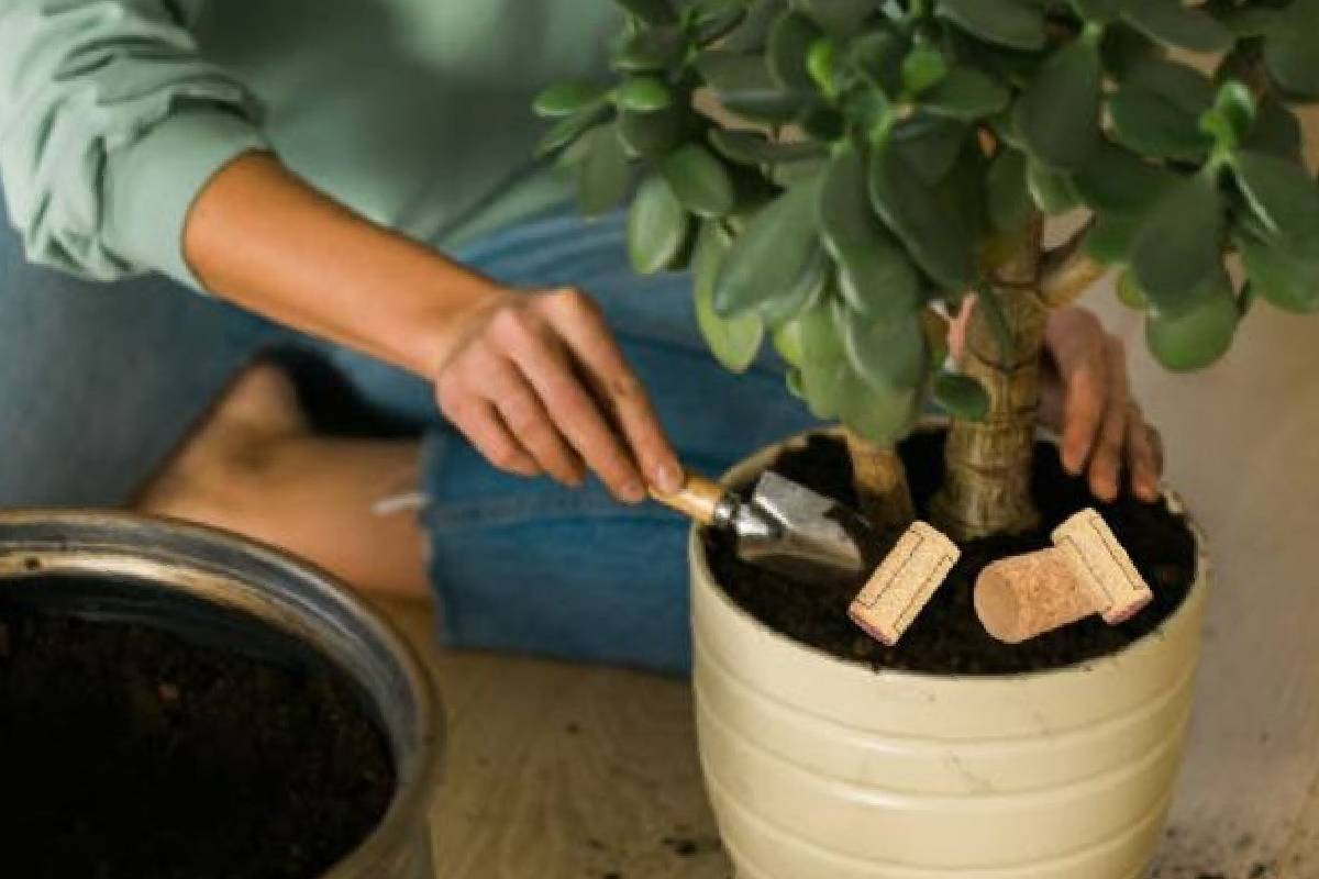 A varázselem, amit a virágcserépbe kell tenned, hogy növényed ne rothadjon el
