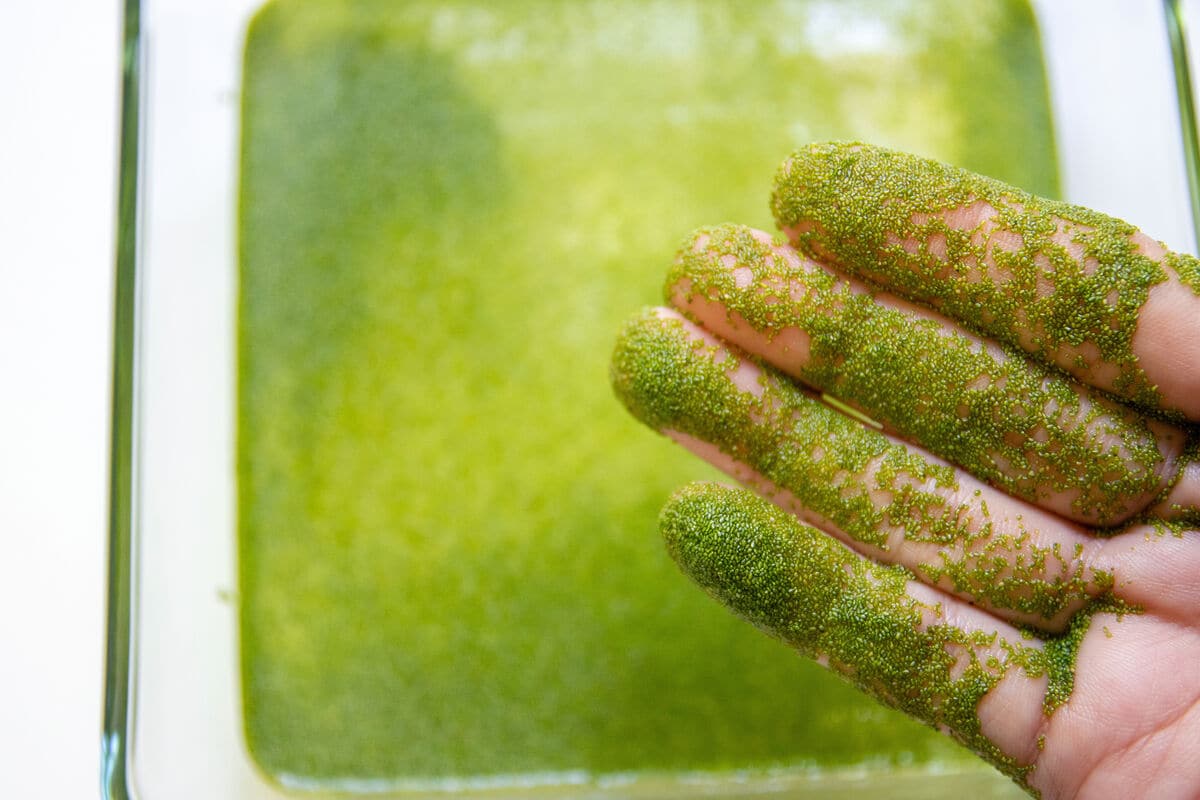 A világ legkisebb gyümölcse: Nem áfonya, nem ribizli, hanem a Wolffia!