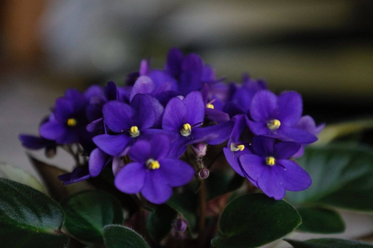 Három vízből virágzó növény, amelyek alig igényelnek gondozást