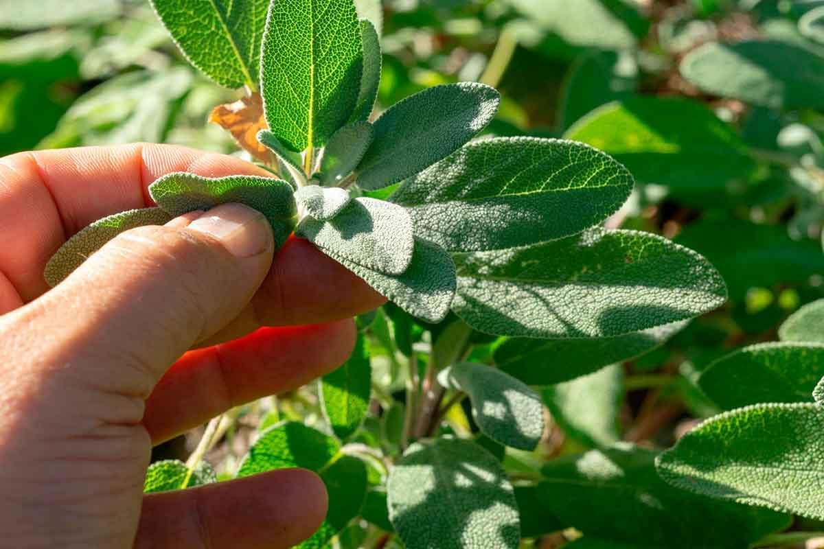 Nem hetente, nem havonta: Így metszd a zsályát, és ezek a legfontosabb előnyei