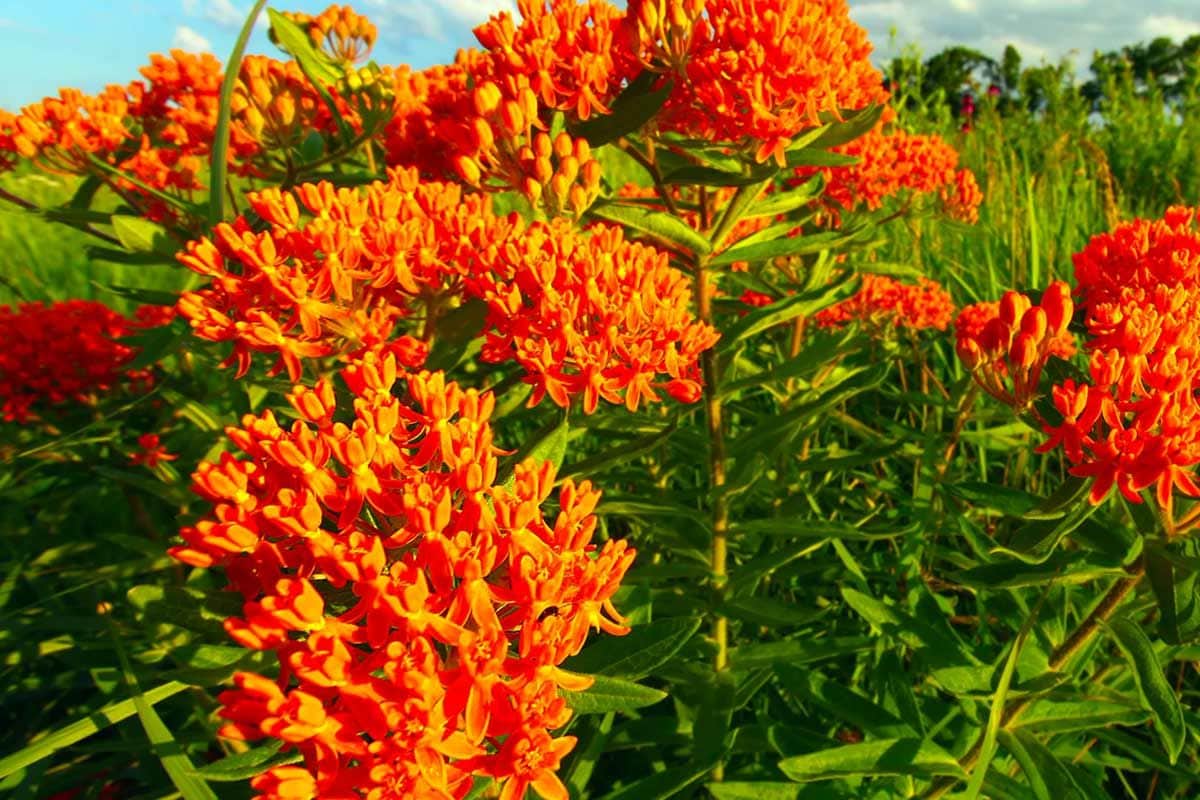 Aszklepiasz újjáélesztése: Gyönyörű növény, amely kevés gondozással távol tartja a kártevőket