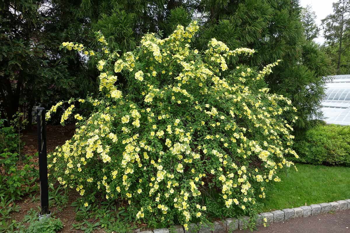 Banksia rózsa: az egész évben virágzó kúszónövény, ami tökéletes kerítést alkot