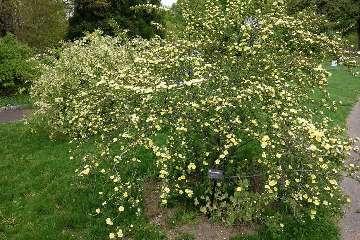 Banksia rózsa: az egész évben virágzó kúszónövény, ami tökéletes kerítést alkot
