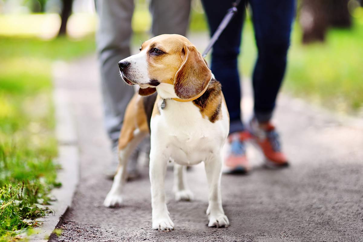Hogyan gondoskodj helyesen a beagle kutyádról?