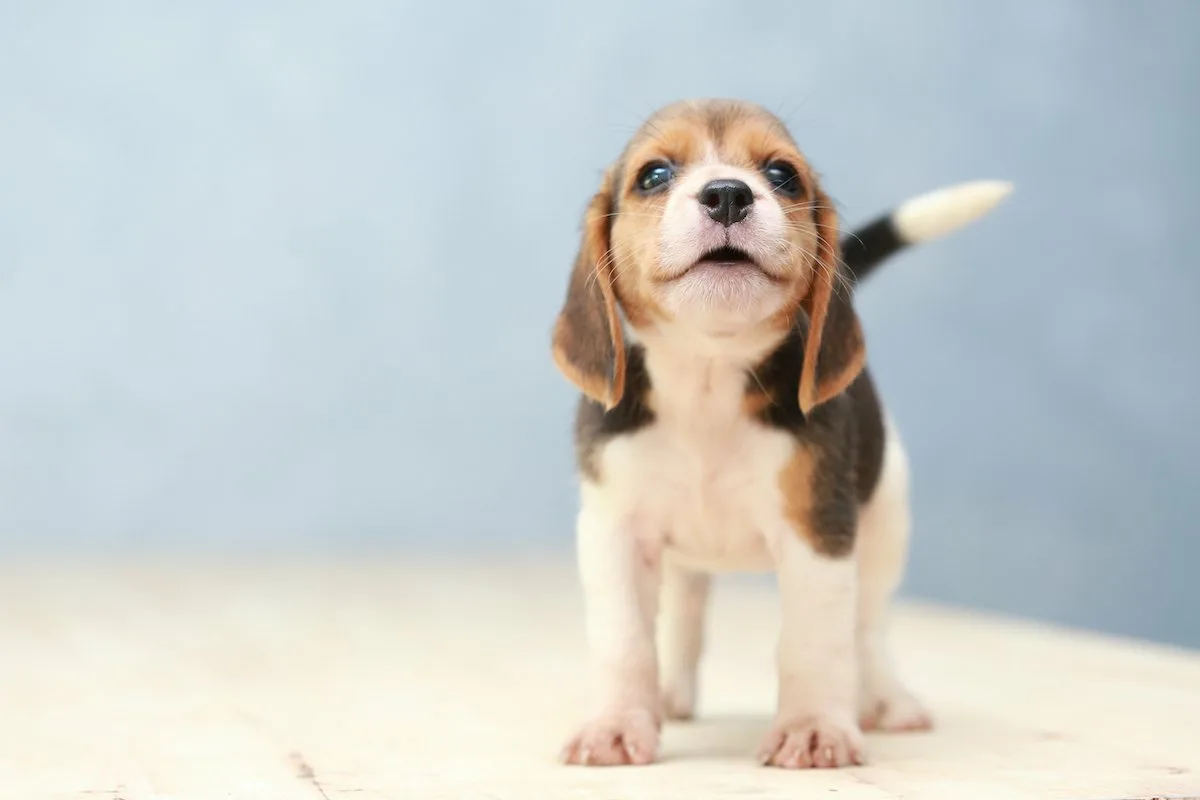 Hogyan gondoskodj helyesen a beagle kutyádról?