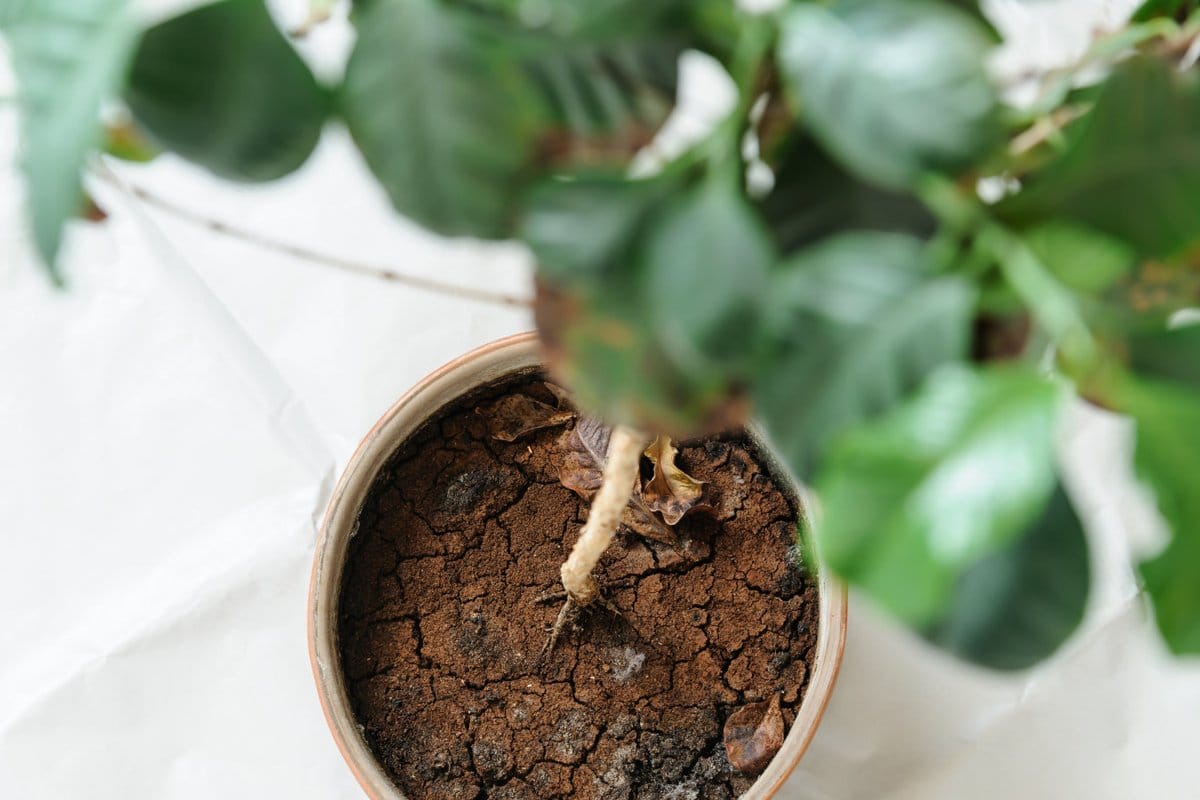 Öt hely, ahová soha ne rejtsd a kulcsodat – igen, a virágcserép a három legrosszabb között van!