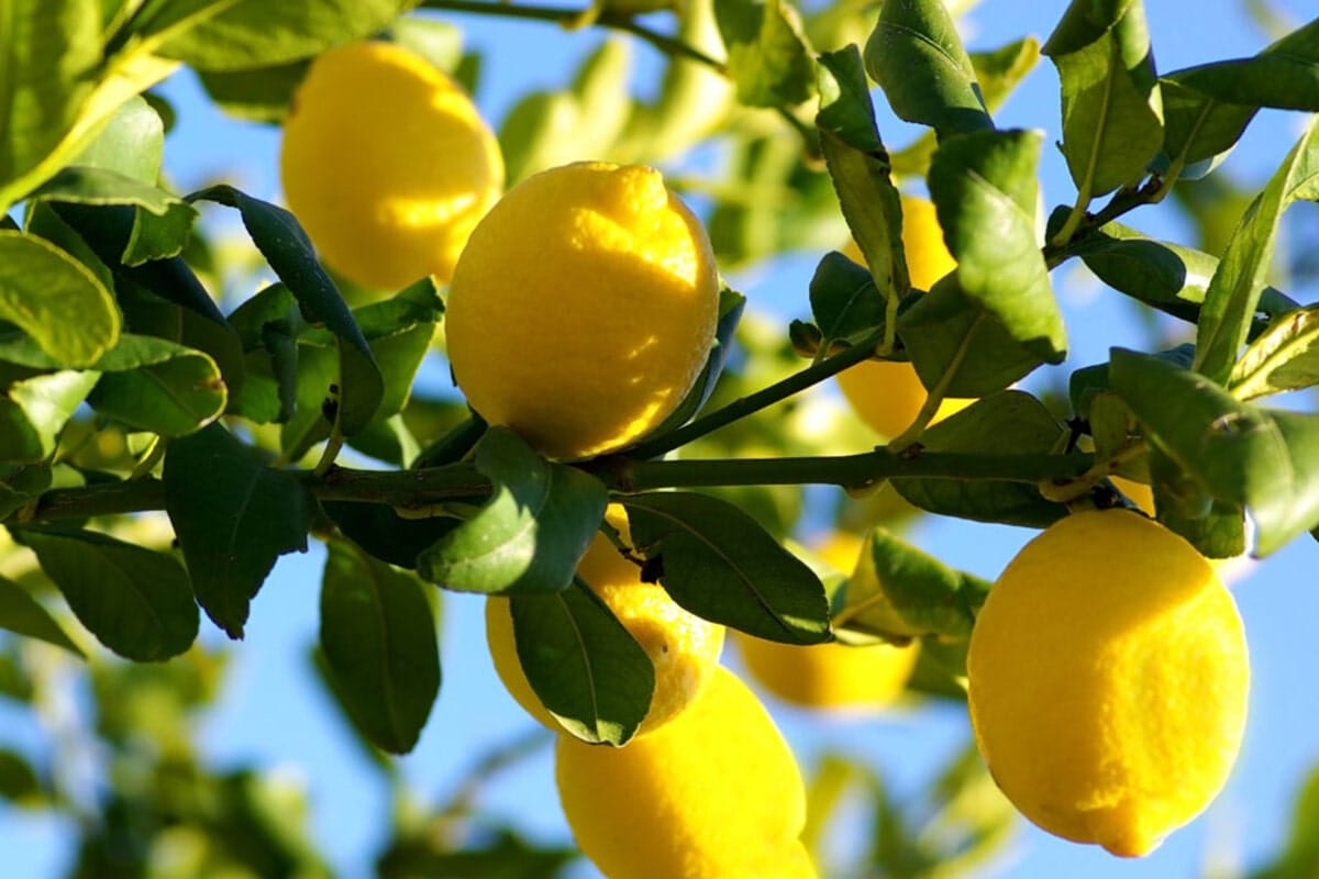 A Citromfa Metszése: Mikor és Hogyan Tegyük, Hogy Egészséges és Gyümölcsöző Legyen