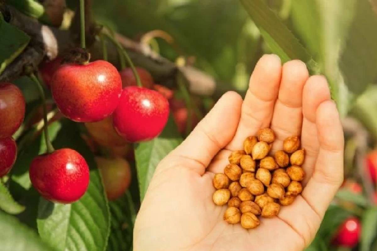 Így ültess cseresznyemagot, hogy nagy gyümölcsű fát nevelj otthon