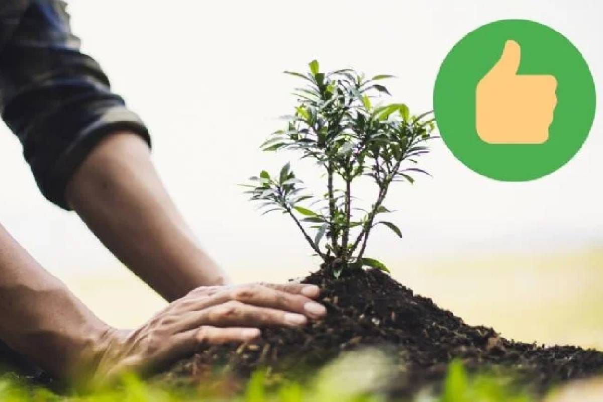 Így ültess cseresznyemagot, hogy nagy gyümölcsű fát nevelj otthon