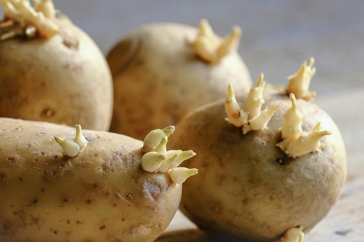 Miért veszélyesek a csírázott burgonyák? Szakértői figyelmeztetés