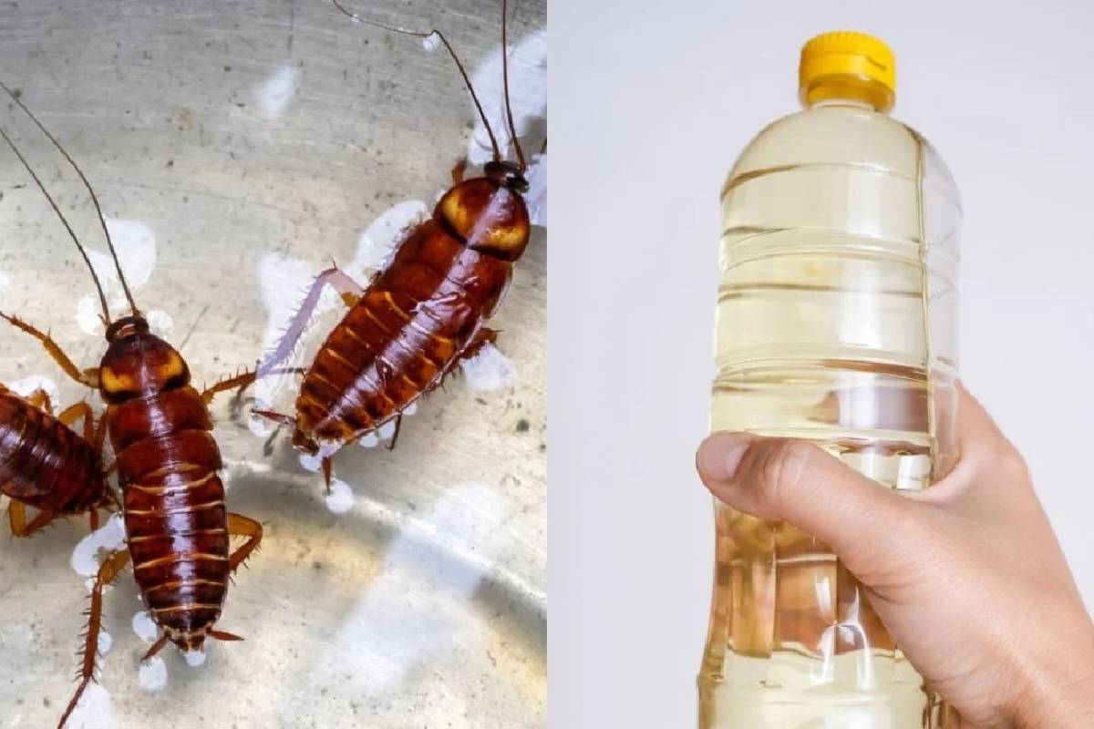 Hogyan tüntesd el a csótányokat a konyhádból csupán két otthoni hozzávalóval