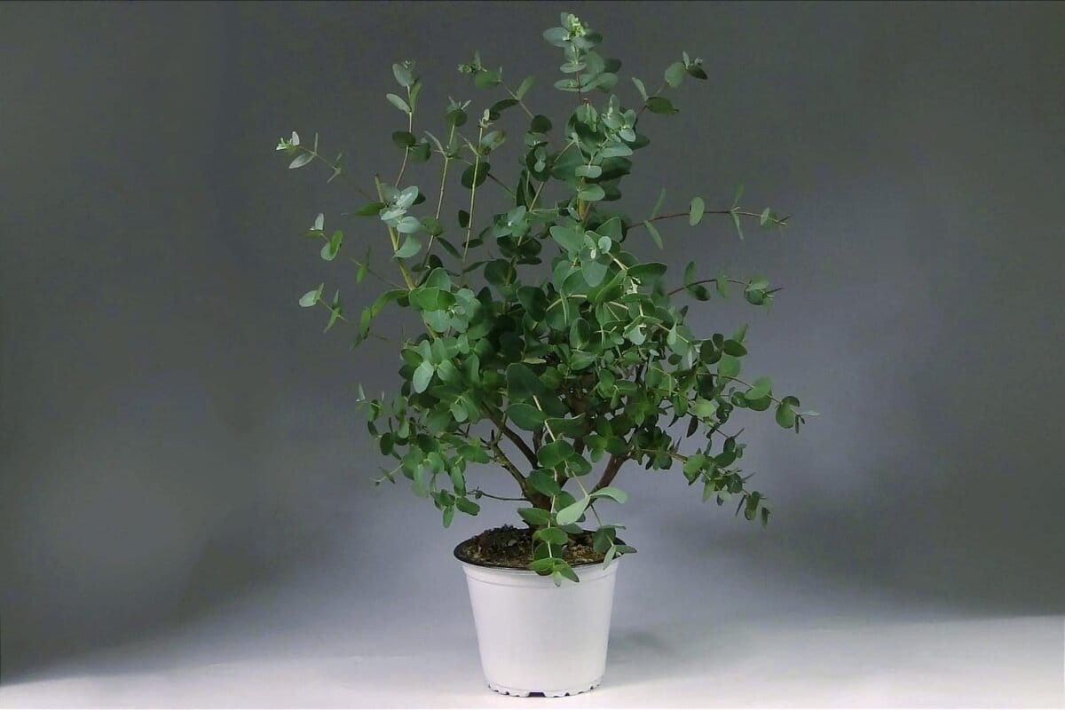 Hogyan tartsd tovább frissen az eukaliptusz növényedet, hogy otthonodban élvezhesd az illatát?