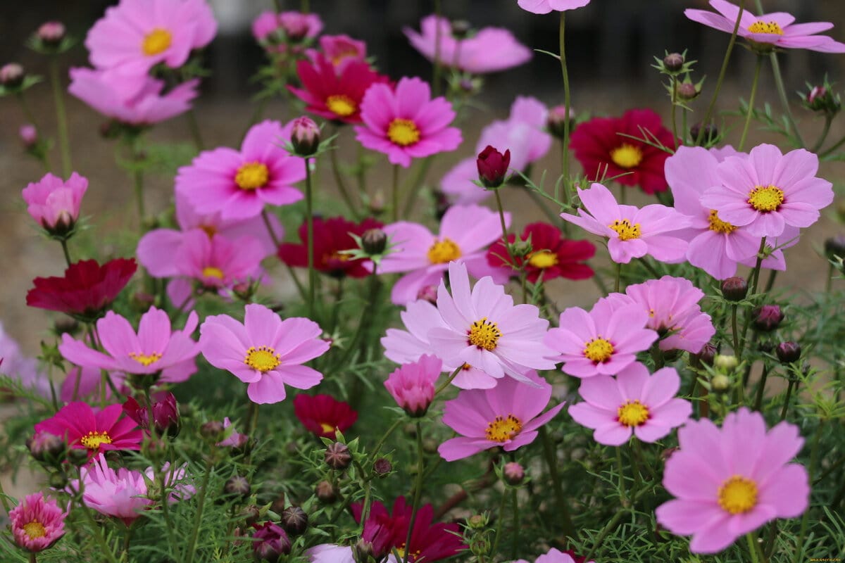 Három tökéletes növény augusztusi ültetésre, amelyek nyáron virágba borítják a kertedet