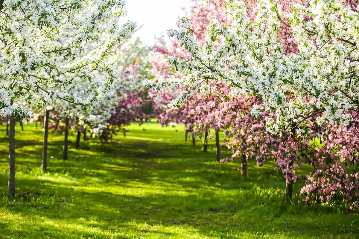 A faiskolák titka: így nőnek a fáid egészségesen és gyorsan vegyszerek nélkül