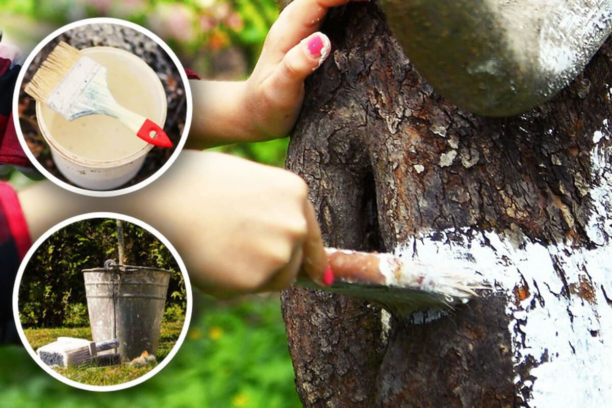 Fehérre festett fatörzsek: 5 ok, amiért ez a módszer megvédi fáidat