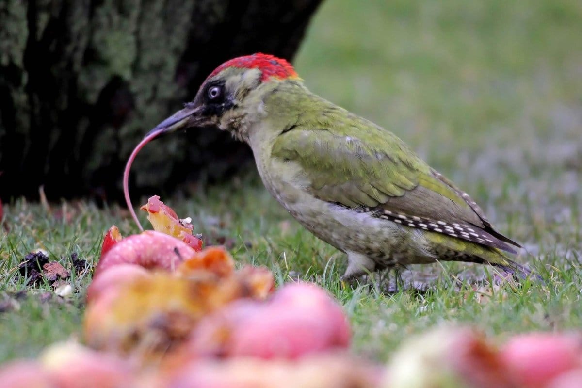 Melyik madárnak van a leghosszabb nyelve Magyarországon, és hogyan használja azt?