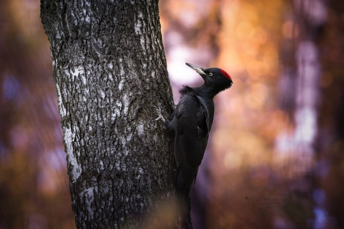 Melyik madárnak van a leghosszabb nyelve Magyarországon, és hogyan használja azt?
