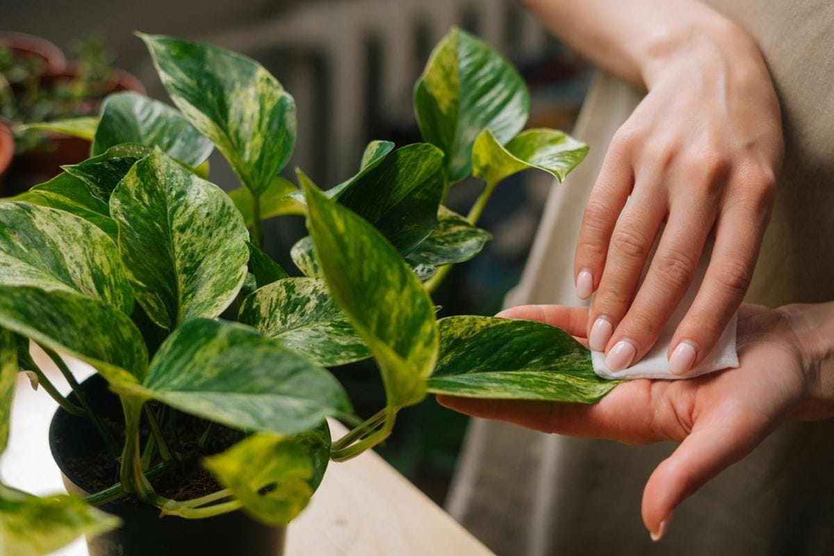 Hová tedd a potus növényt a jólét vonzásához a Feng Shui szerint?