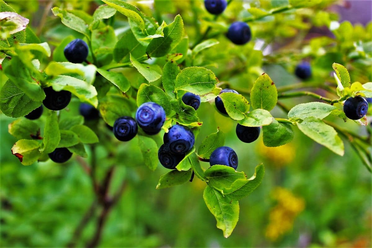 Mely ételek égetik a hasi zsírt? Egy dietetikus kilenc szuper egészséges reggeli ételt ajánl