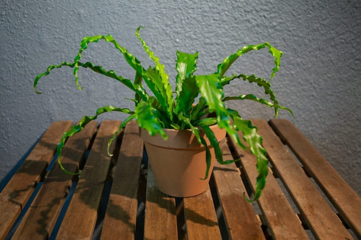 Növényügyek: hogyan nevelj és tarts karban egy hullámos páfrányt otthon