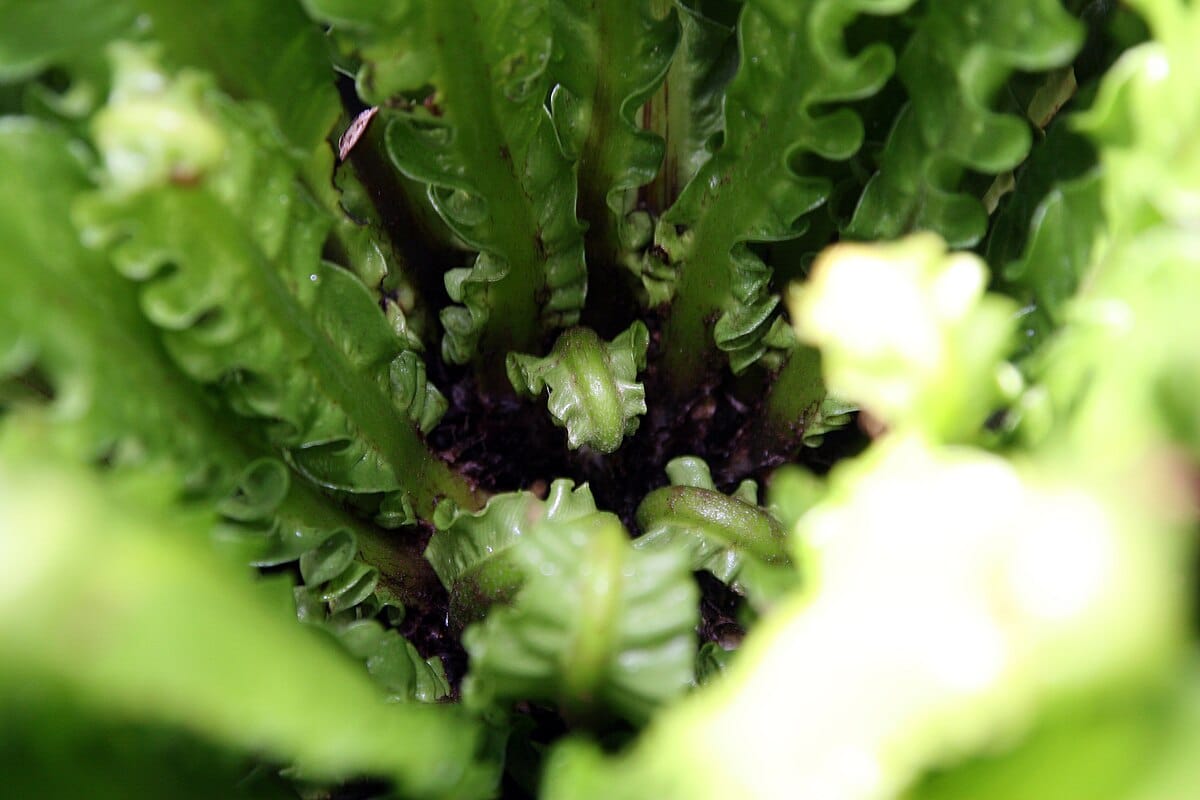 Növényügyek: hogyan nevelj és tarts karban egy hullámos páfrányt otthon