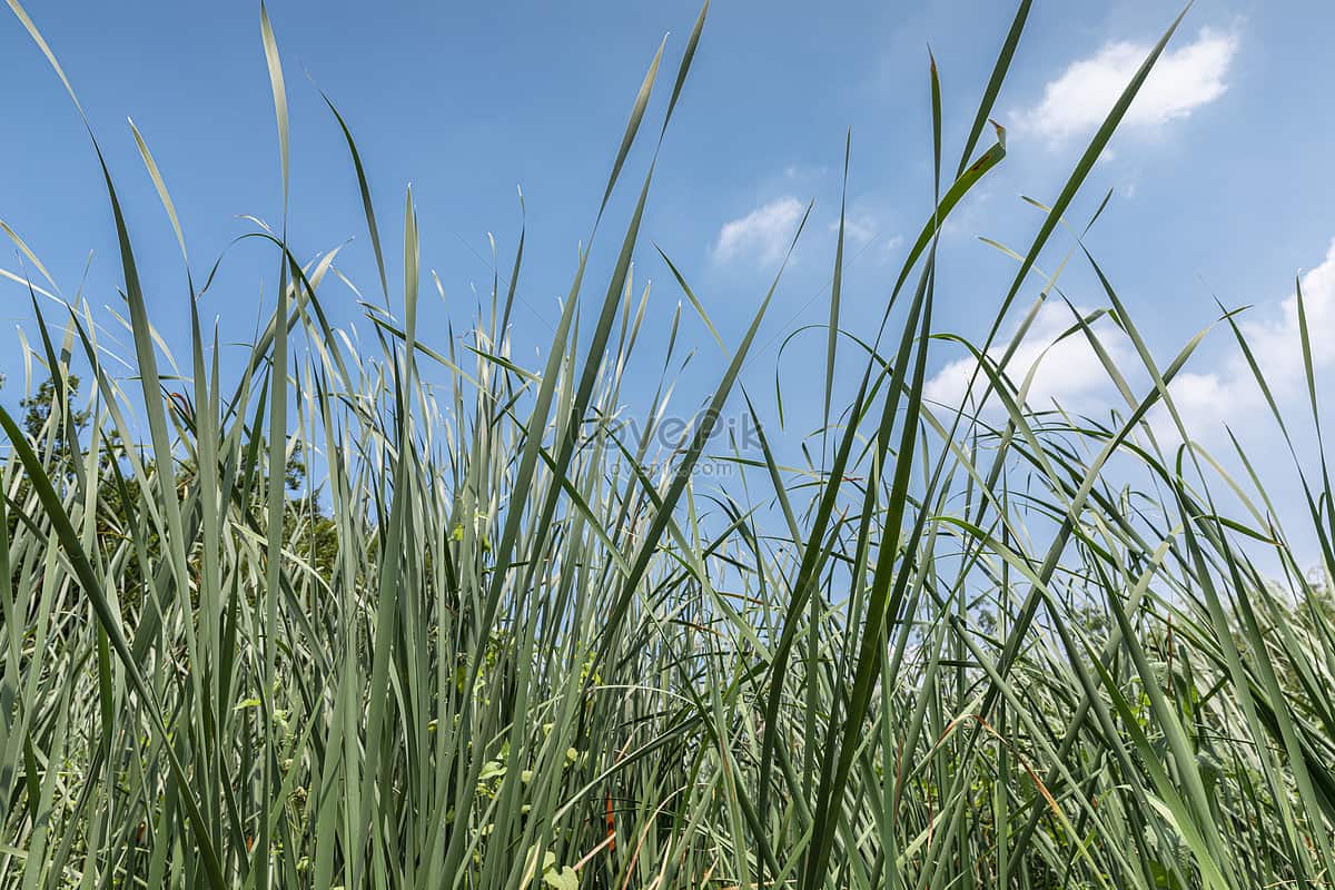 12 növény, amit kerülj a kertedben, ha nem akarsz kullancsokat!