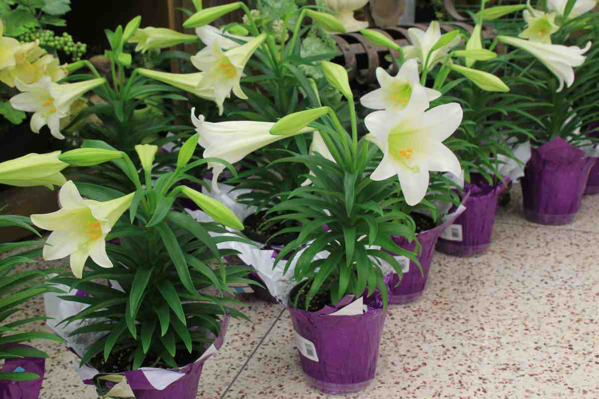 Különleges Szobanövények: A Pávakalathea és a Pénzlevelű Pilea Titkai