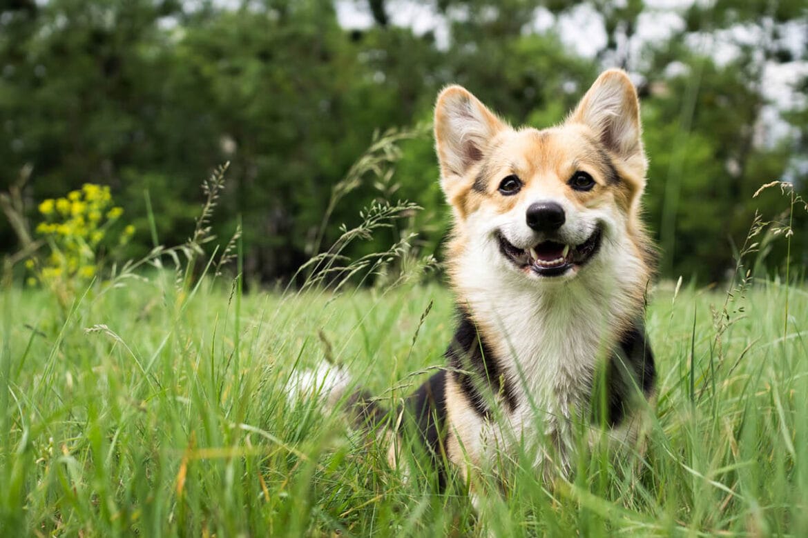 5 állatorvosi tipp, hogy elkerüld a kutya által ásott gödröket a kertben Magyarországon