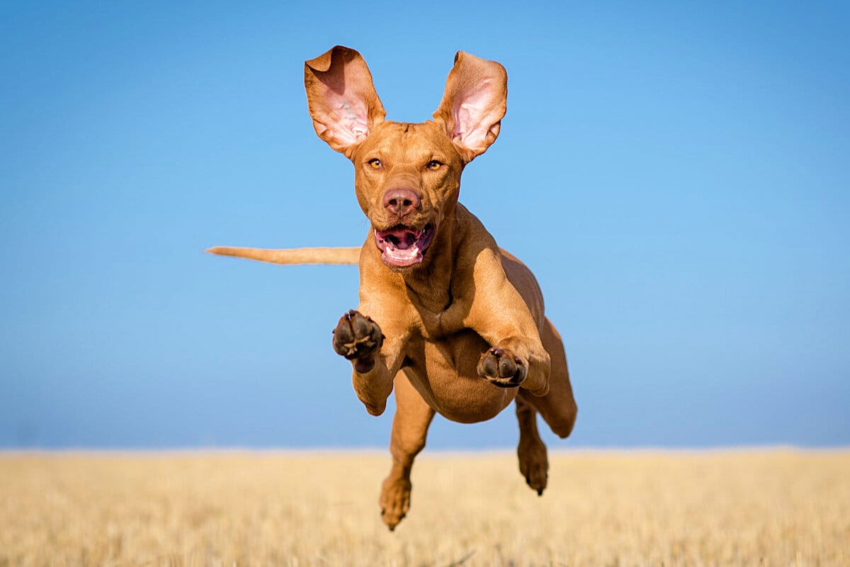 5 állatorvosi tipp, hogy elkerüld a kutya által ásott gödröket a kertben Magyarországon