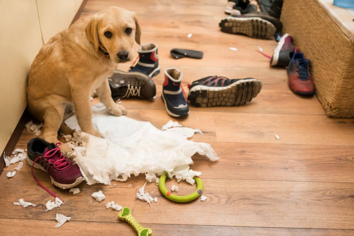Mit jelent, ha a kutyád kaparja az ágyat vagy a kanapét lefekvés előtt, és mit mond erről egy állatorvos