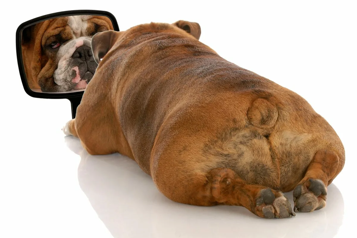 Miért nem ismerik fel magukat a kutyák a tükörben?