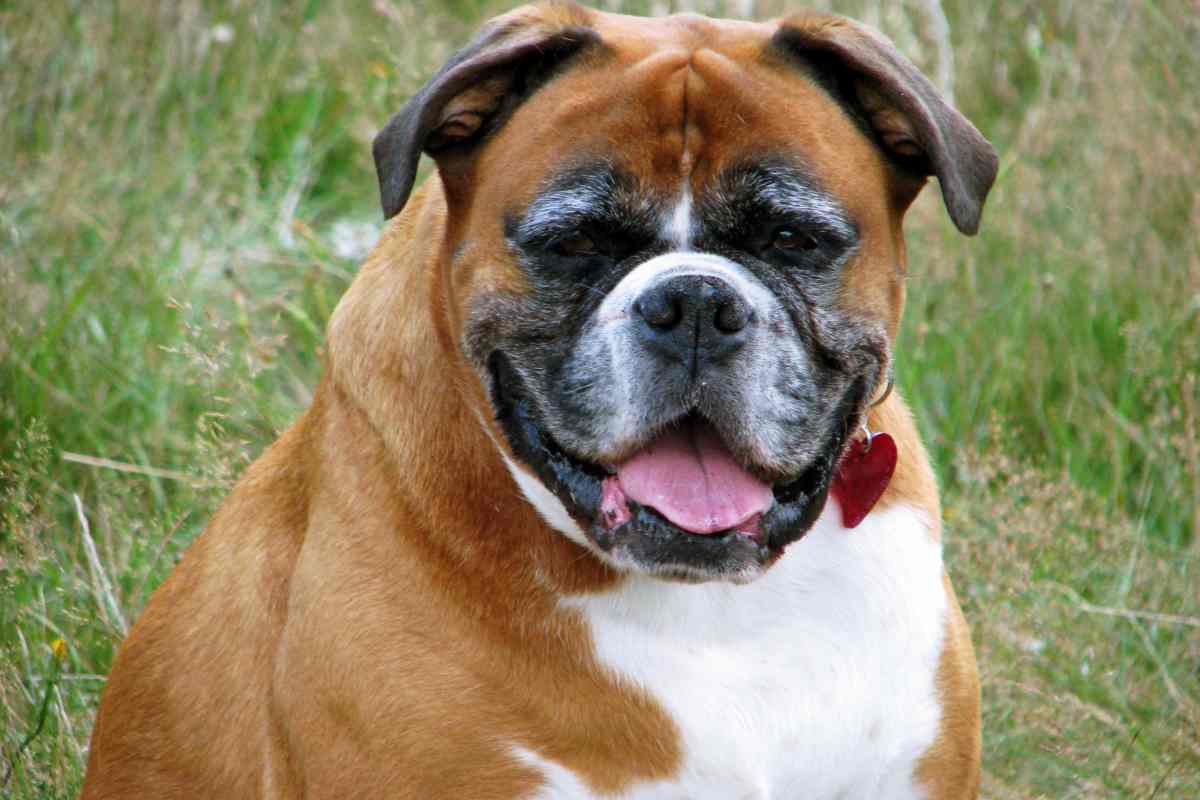 A leg szeretetteljesebb kutyafajta a Helsinki Egyetem kutatása szerint