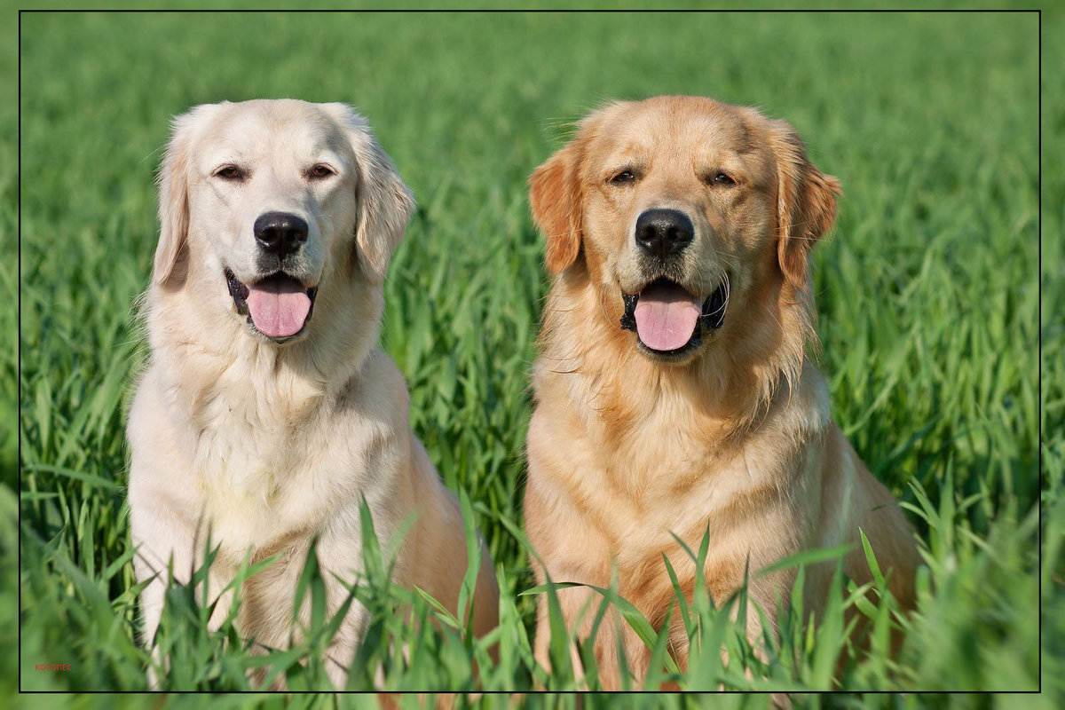 A leg szeretetteljesebb kutyafajta a Helsinki Egyetem kutatása szerint