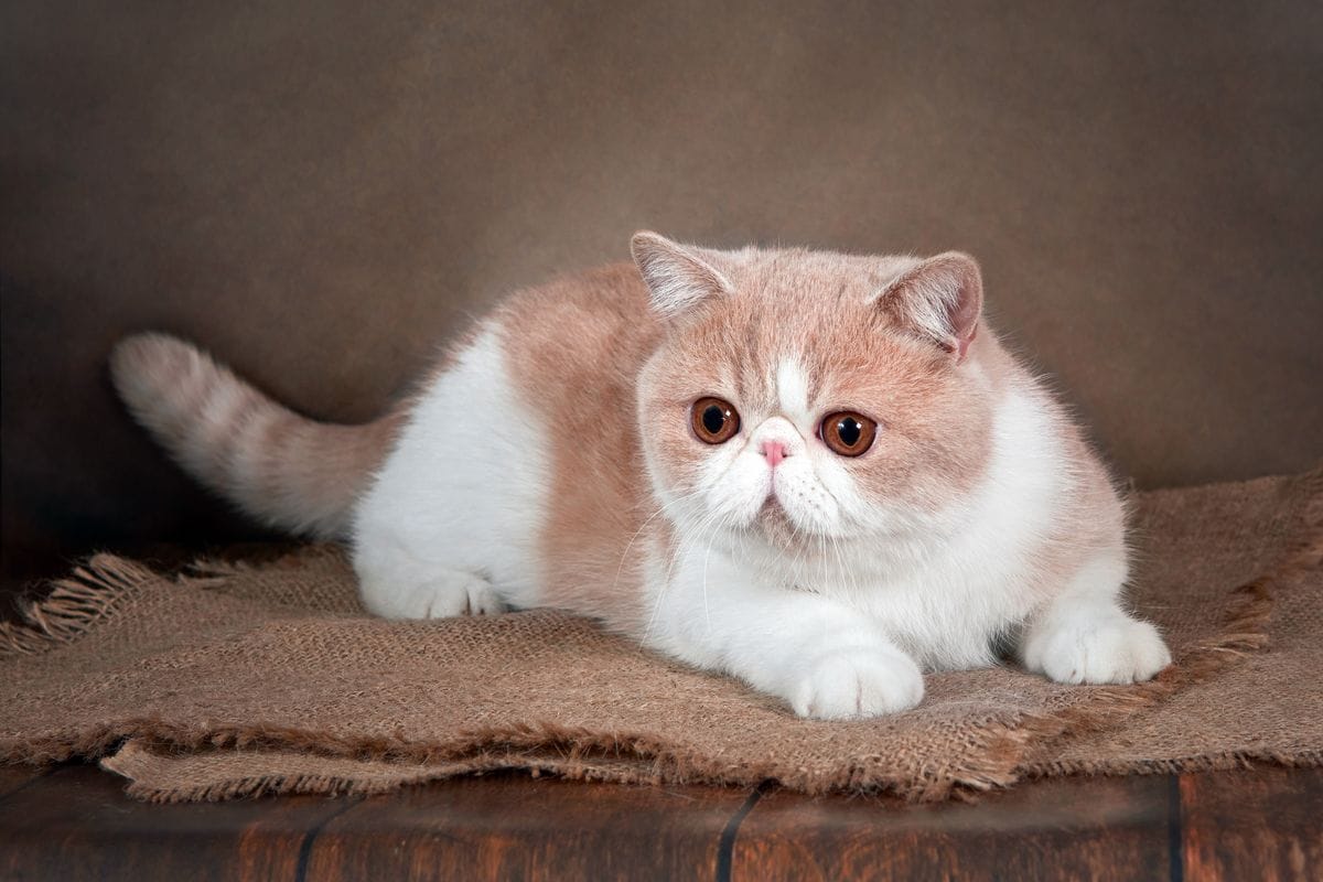 14 legbújósabb macskafajták, akik imádják a simogatást és az ölelést