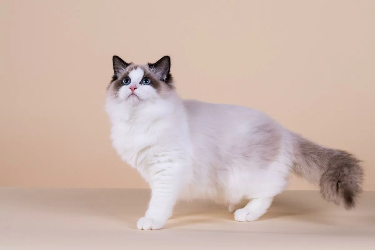 14 legbújósabb macskafajták, akik imádják a simogatást és az ölelést