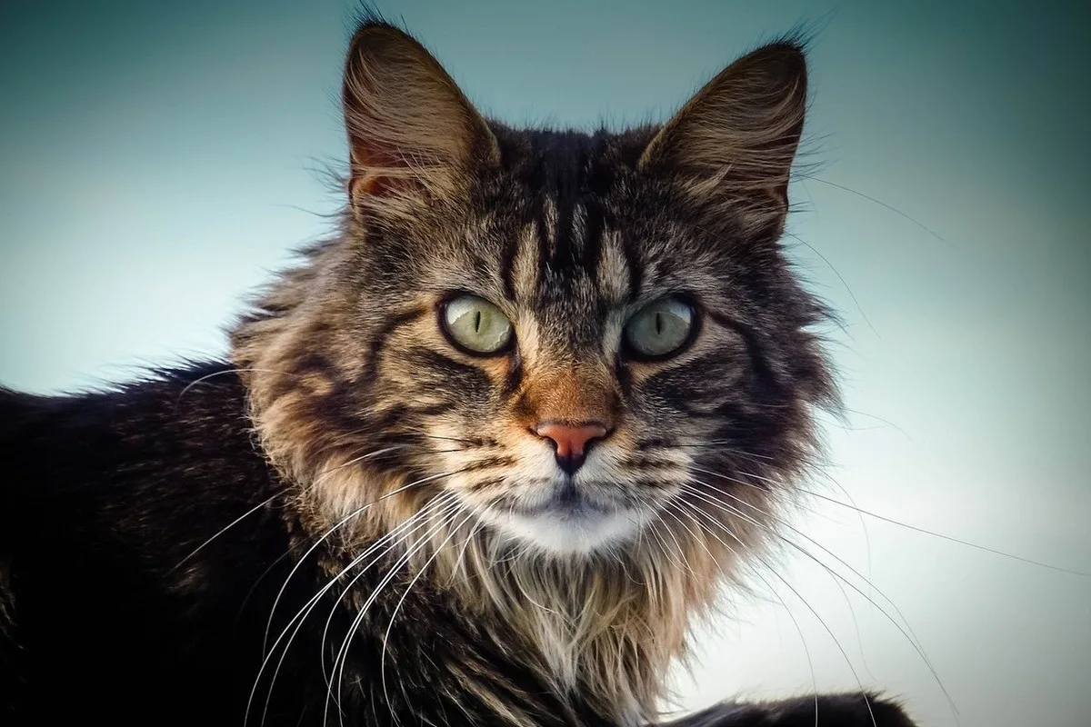 14 legbújósabb macskafajták, akik imádják a simogatást és az ölelést