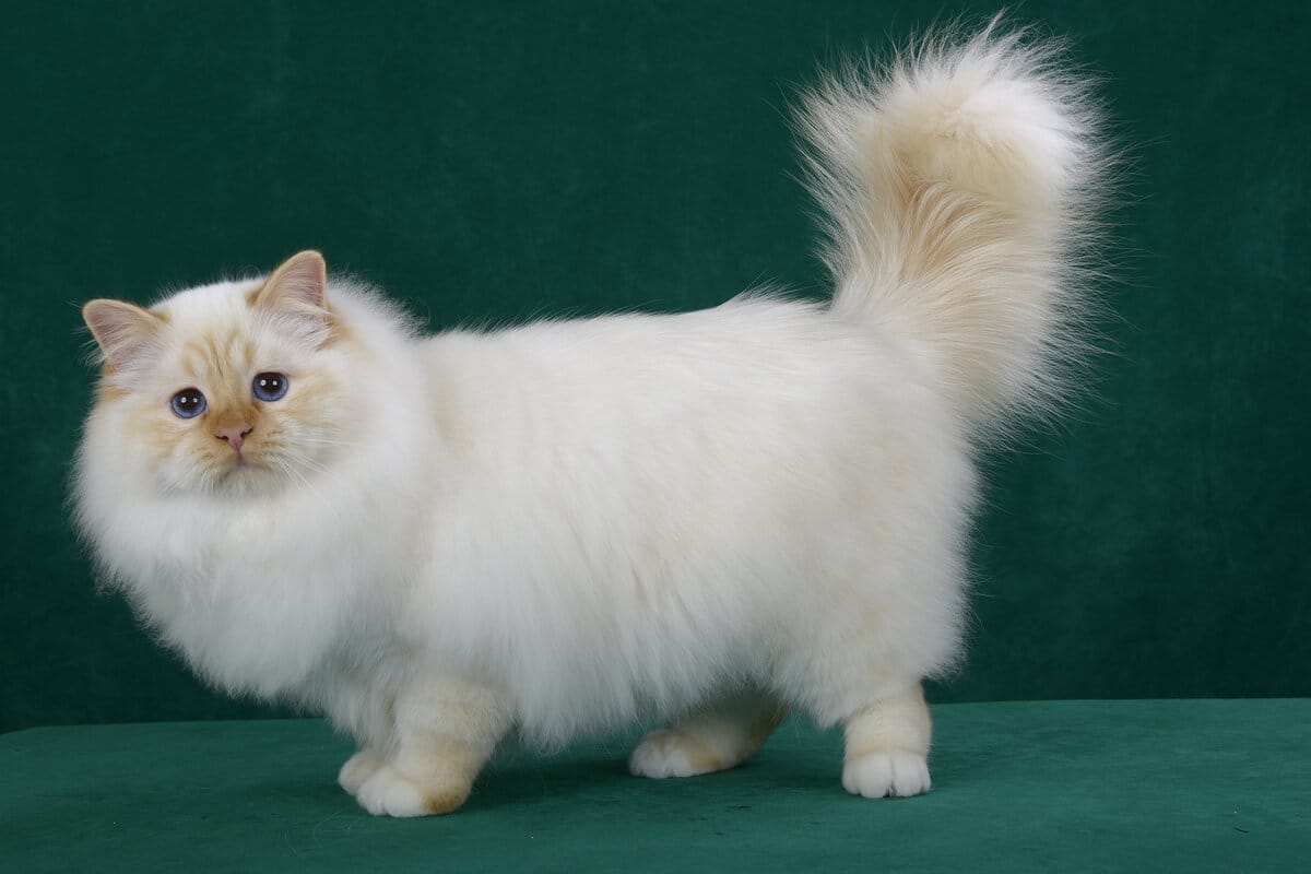 14 legbújósabb macskafajták, akik imádják a simogatást és az ölelést